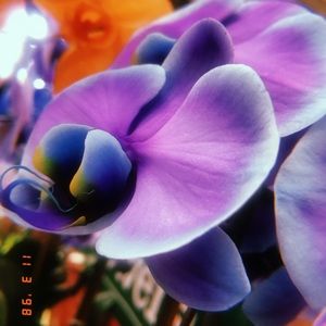 Meet your Posher, Aniyah